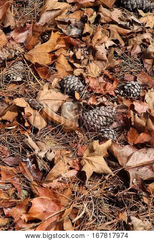 Leaf litter of pine cones, needles and sycamore leaves