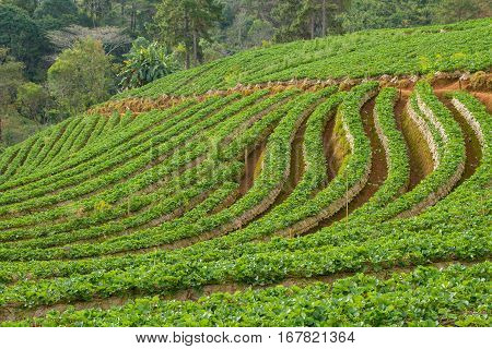 Strawberry garden at Doi Ang Khang , Chiang Mai, Thailand