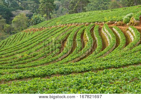Strawberry garden at Doi Ang Khang , Chiang Mai, Thailand