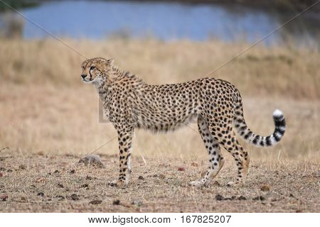 Adult cheetah at watering point Masai Mara National Reserve Kenya East Africa