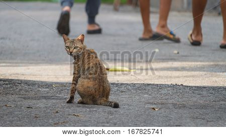 Thai gray cat looking for something and collar, bell