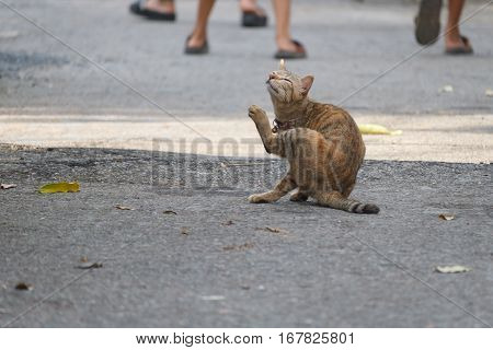 Thai gray cat looking for something and collar, bell