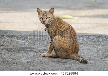 Thai gray cat looking for something and collar, bell