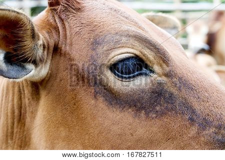 cow background selective focus face and eye.