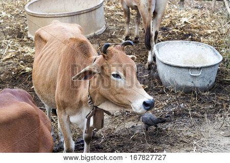 close up of cow face.animal in thailand