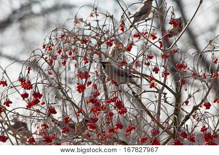 Bird waxwing a winter migrant sits in a tree full of berries