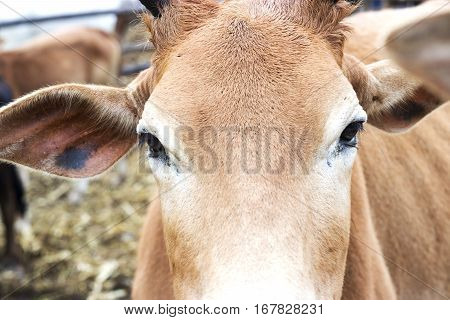 Close Up Of Cow Face