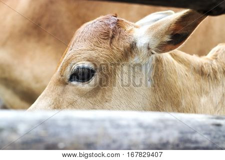 Close Up Of Cow Face