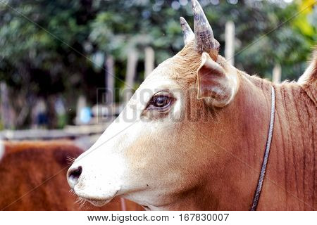 Close Up Of Cow Face
