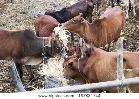 cows graze in the paddock.cow background selective focus face and eye.