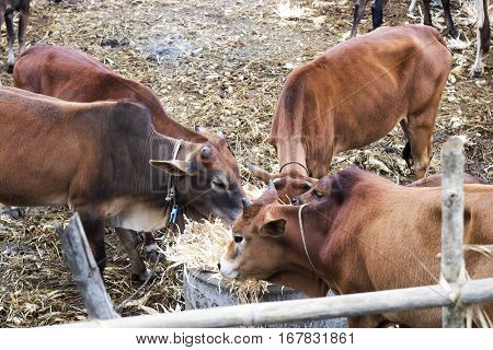 brown cows graze in the paddock. animal