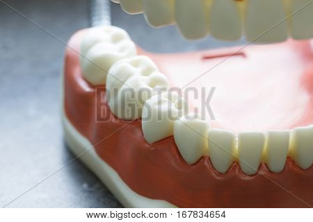 Lower jaw dental model. Dental hygiene education concept background with copy space.