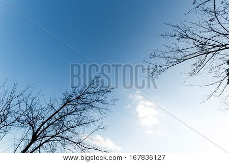 branch on blue sky natural background photo
