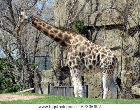Giraffe walking around outside under a clear blue sky