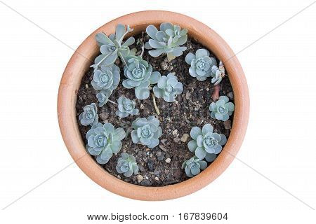 The beautiful plant ,Kalanchoe blossfeldiana, Flaming Katy, Isolated on white background.