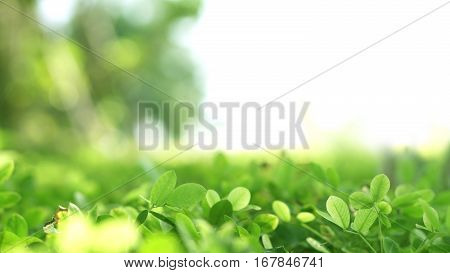 Green Lush Plant Field With Blur Bokeh And Half White Copy Space