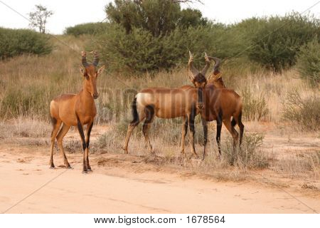 สีแดง Hartebeest ระมัดระวัง