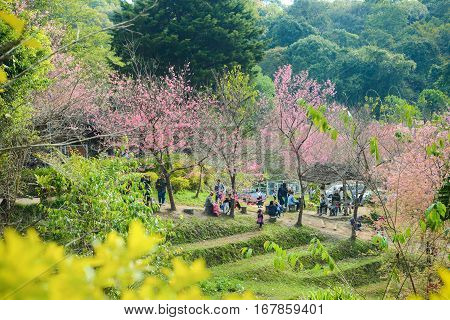 Chiang Mai Thailand - Jan 15 2017 : People visiting Wild Himalayan Cherry or sakura garden at Khun chang kian