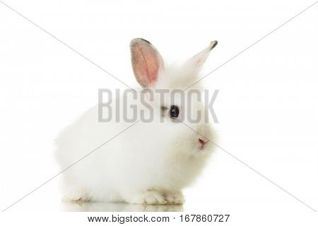 side view of a small rabbit standing isolated on white studio background