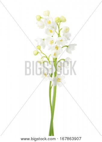 Two flowers isolated on white. Lily of the Valley