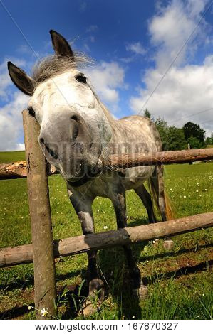 Funny closeup of a horse looking at the camera