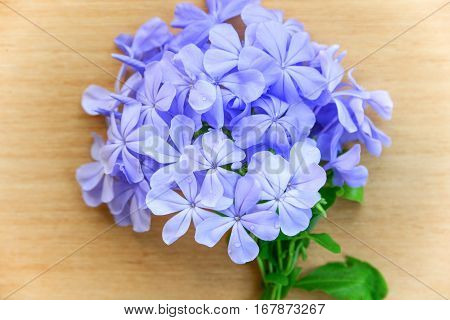 Closeup fresh cape leadwort on wood background