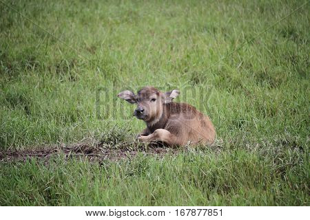 Thai buffalo baby, in Surat Thani,south of Thailand