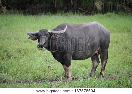 Thai Buffalo walk over the field go back home with sunset. Life' Machine of Farmer. Original agriculture use buffalo plow the field