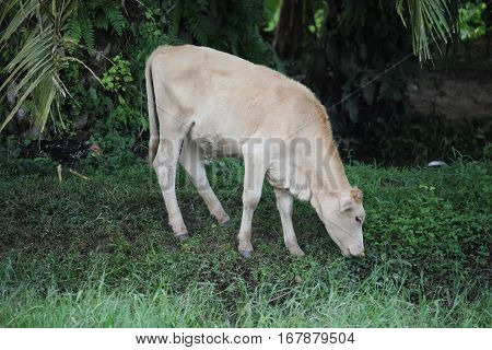 Curious cow eating grass at the field.