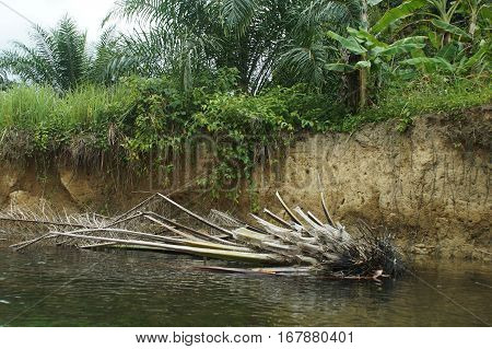 Dead Trees Along The River In Thailand Nature  Coast