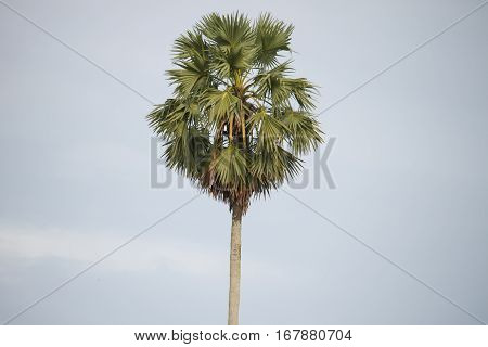 sugar palm trees surrounded with rice field in Thailand