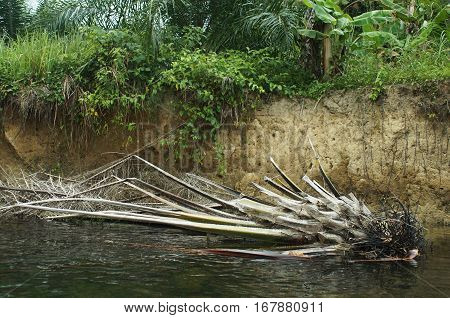 Dead Trees Along The River In Thailand Nature  Coast