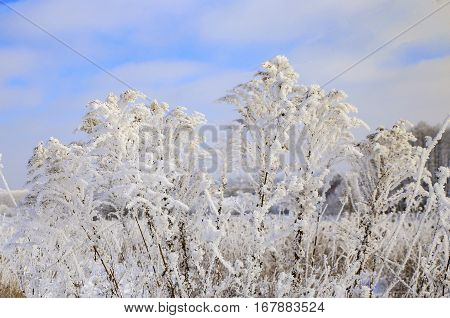 Nature In Winter