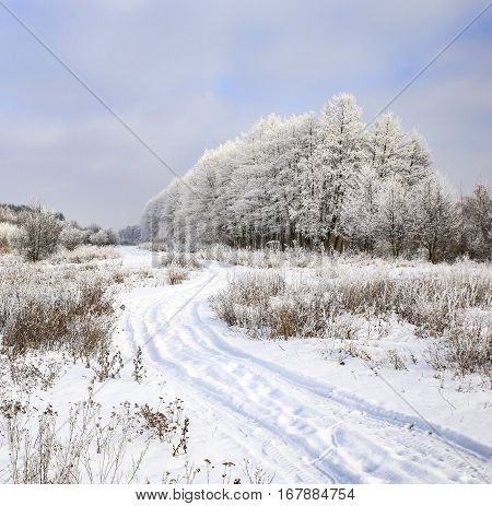 Nature In Winter
