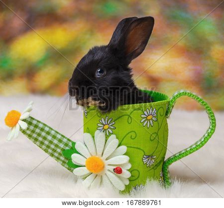 baby rabbit animal in hat furry rodent ears wool jumper