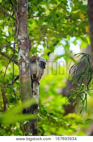 White-headed Lemur Madagascar Wildlife