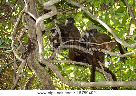 Family Of White-headed Lemur Madagascar Wildlife