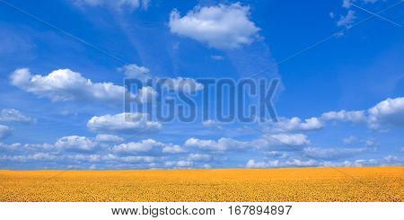 Field of sunflowers on a background of blue sky.