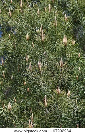 Lace-bark Pine