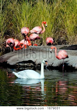 Flamingo'S Lake
