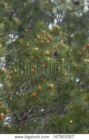 Lace-bark Pine