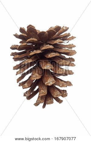 Longleaf Pine Cone