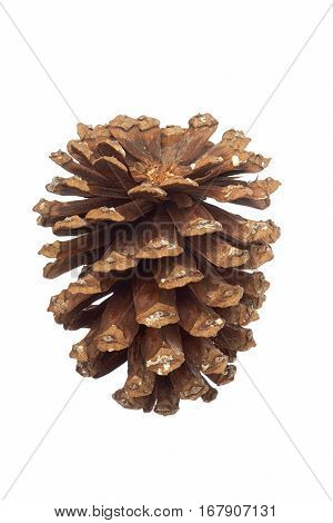 Longleaf Pine Cone