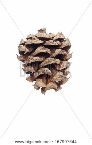 Lace-bark Pine Cone