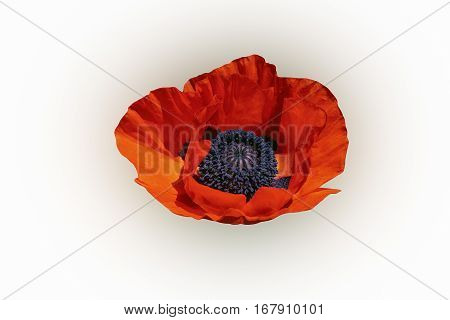 Oriental poppy (Papaver orientale). Image of flower isolated on white background
