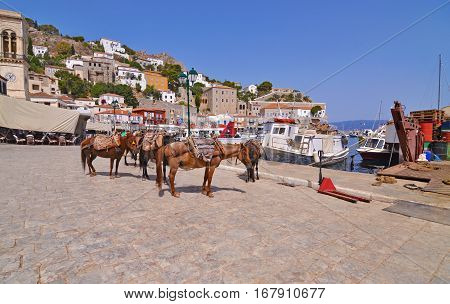 donkeys the means of transport at Hydra island Saronic Gulf Greece