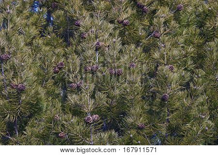 Lace-bark pine (Pinus bungeana). Tree with cones