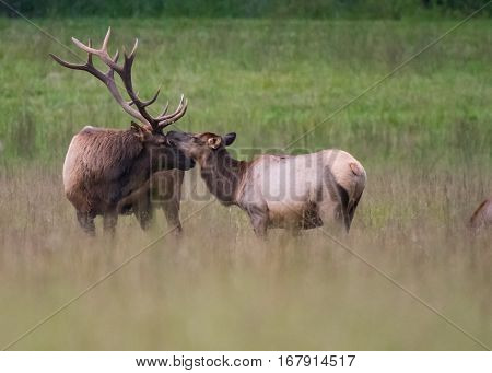 Bull and Cow Elk Nuzzle in a mating ritual during the rut season