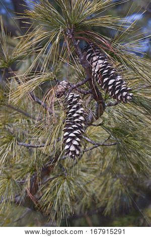 Bhutan pine cones (Pinus wallichiana). Called Blue Pine Himalayan Pine and Himalayan White Pine also. Another scientific names are Pinus griffithii and Pinus chylla.