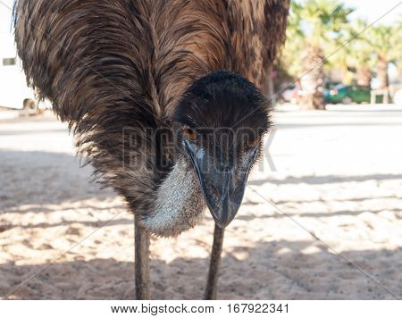 Australia Monkey Mia 01/04/2015 Australian emu being cheeky coming close to the camera